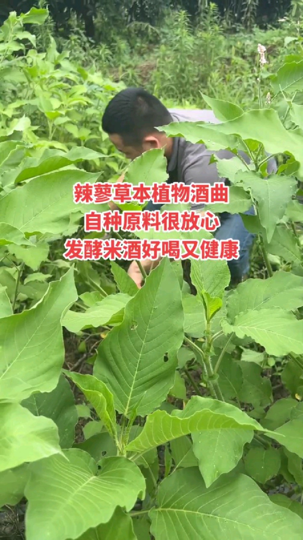 辣蓼草本植物酒曲,自种原料很放心,发酵米酒好喝又健康-度小视