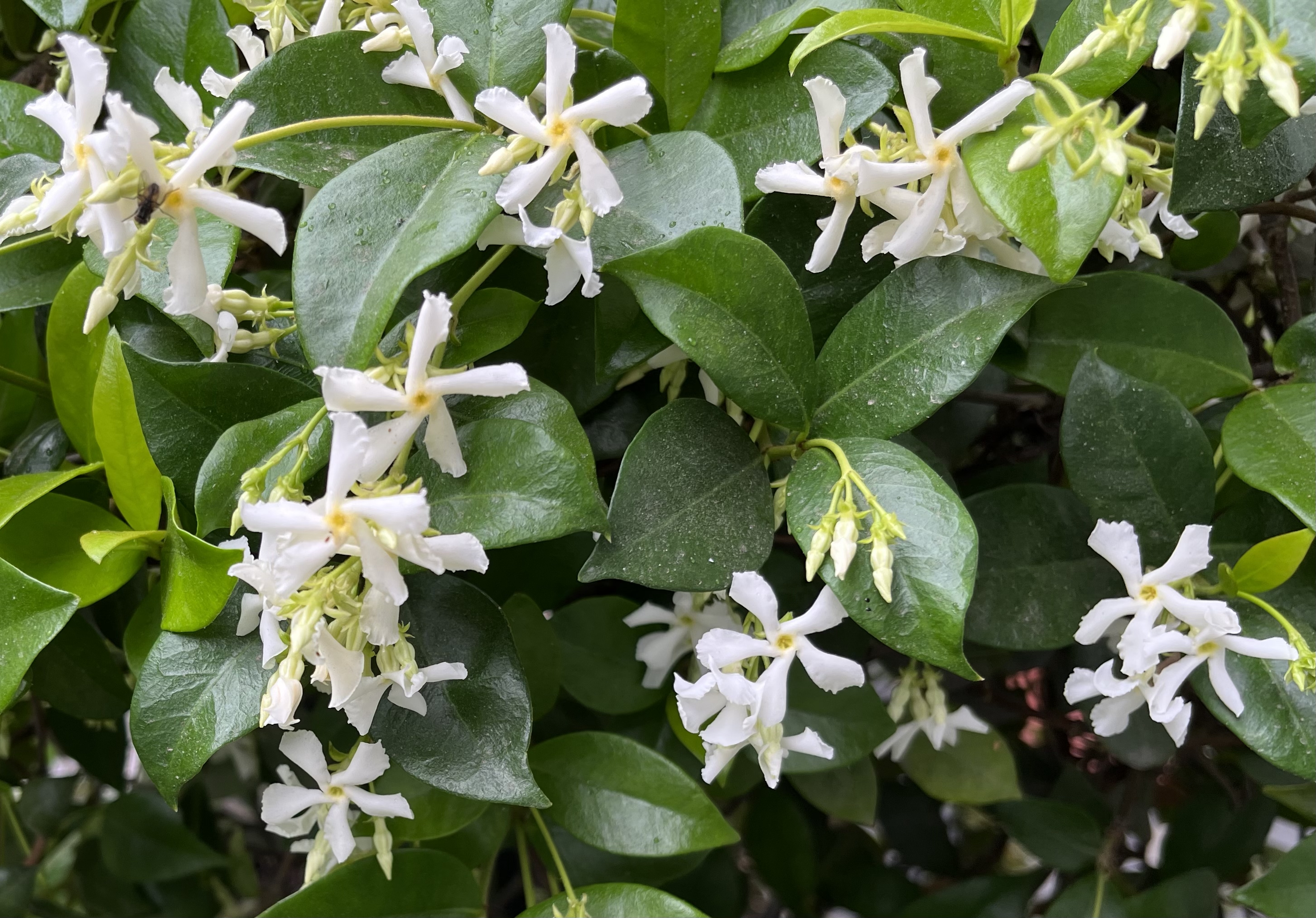 可做花墙,拱门的风车茉莉怎么养护才能开爆?风车茉莉养护要点