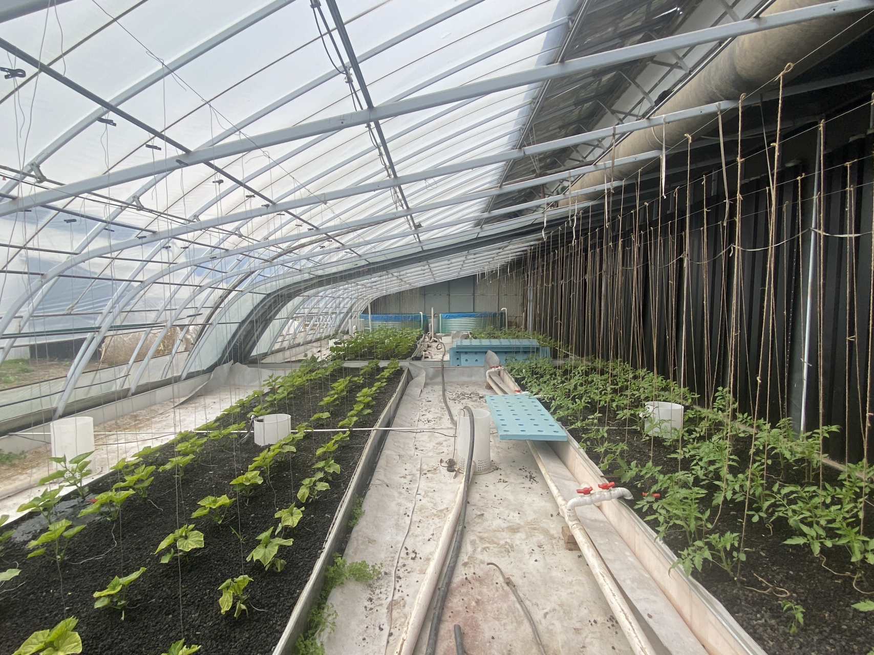 双层智能温室鱼菜共生模式#温室大棚建造# #日光温室厂家