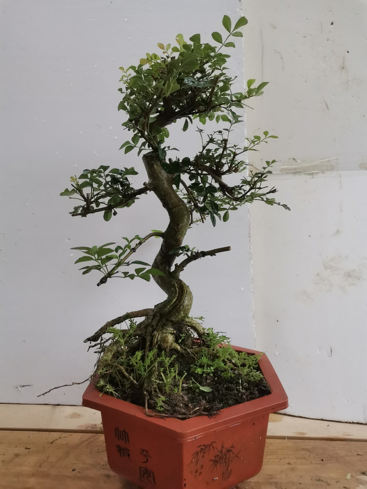 白蜡盆景桩提根桩