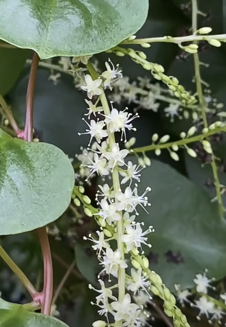 藤三七开花图片图片