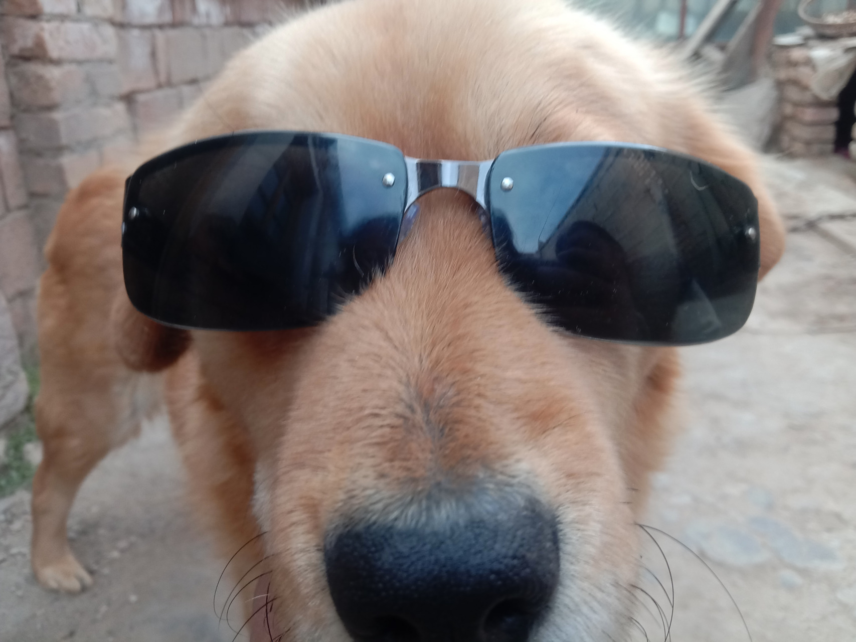 你还别说戴墨镜的这个狗狗还挺酷,挺帅的