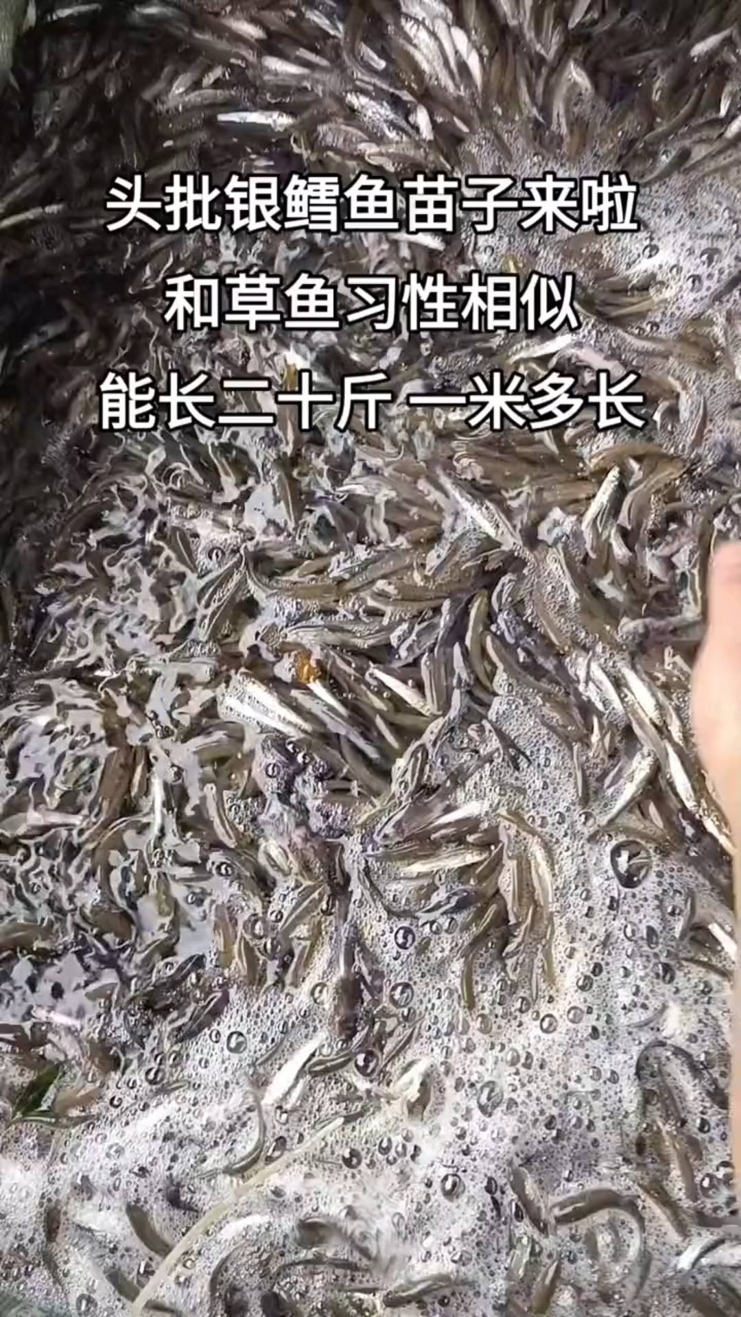 草混子鱼,是一种大型草食性鱼类-度小视