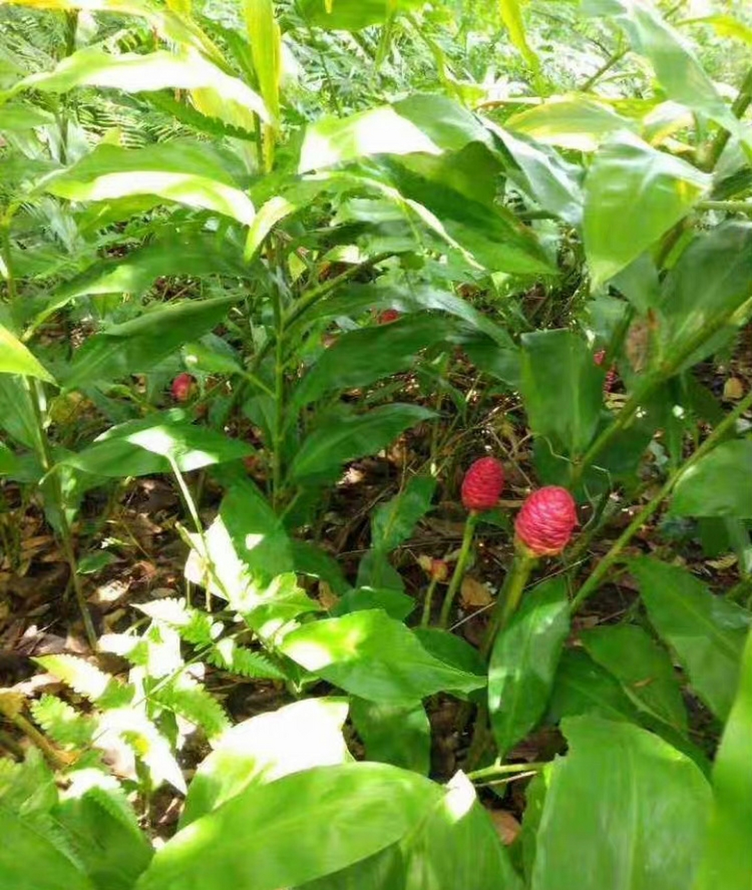 红球姜种植图片