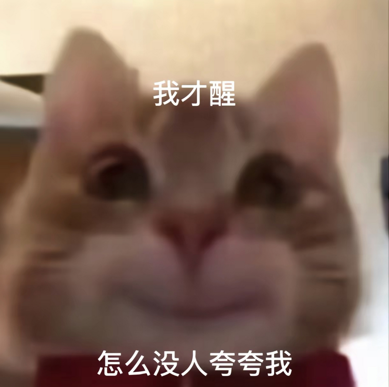 猫搞笑图片高清表情包图片