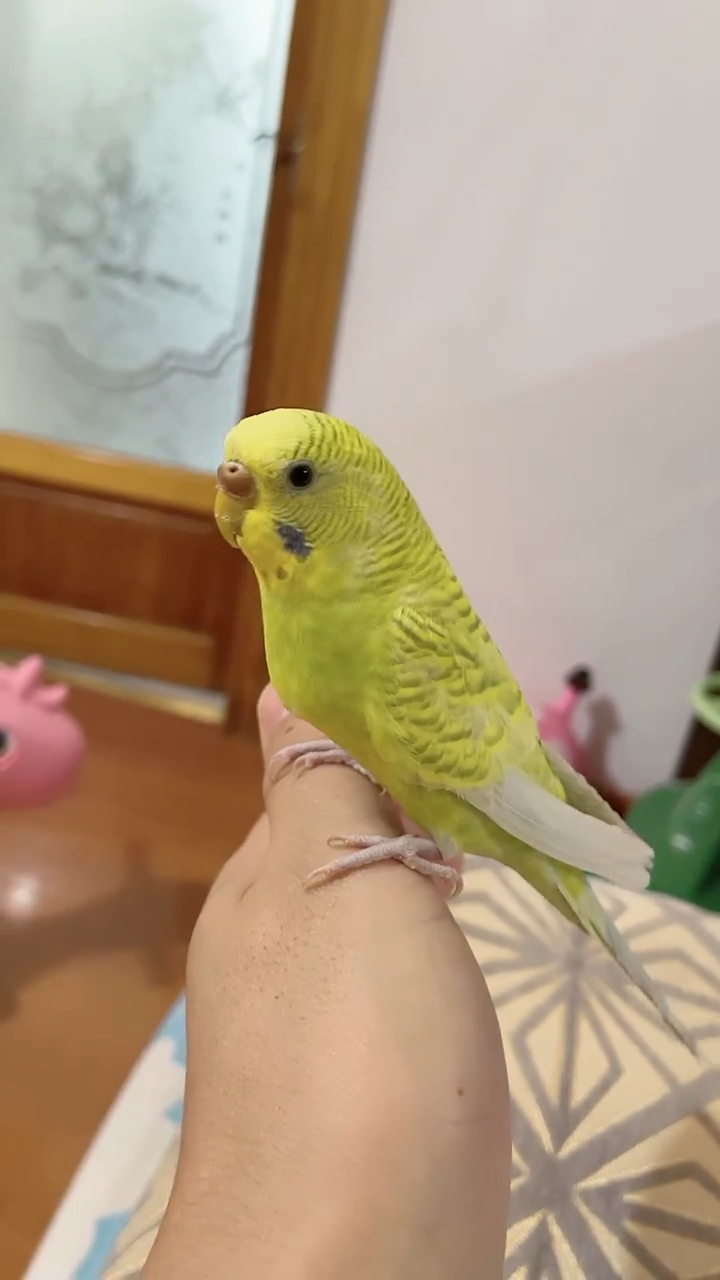 手养虎皮鹦鹉