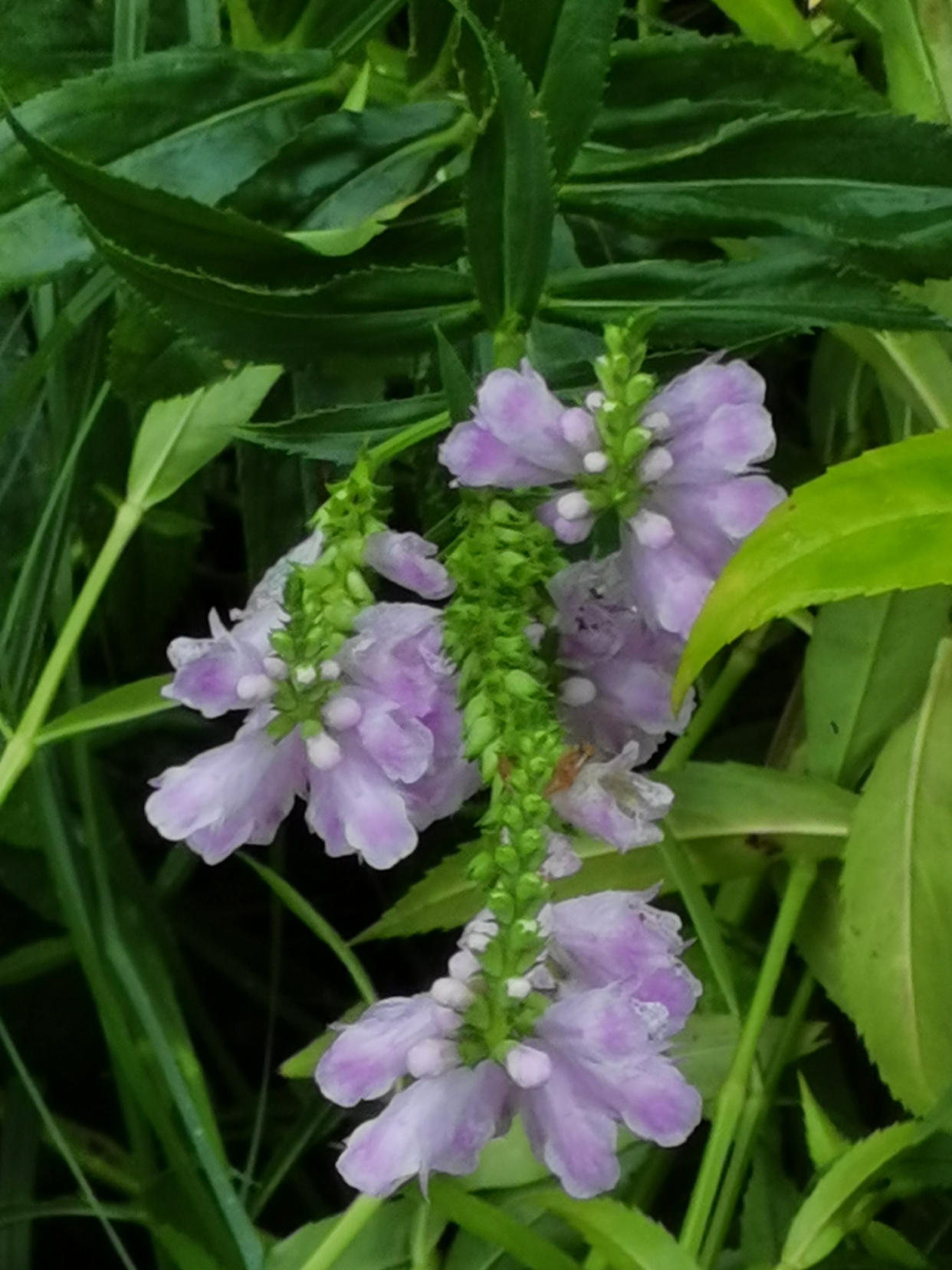 照母山植物园的秋天
