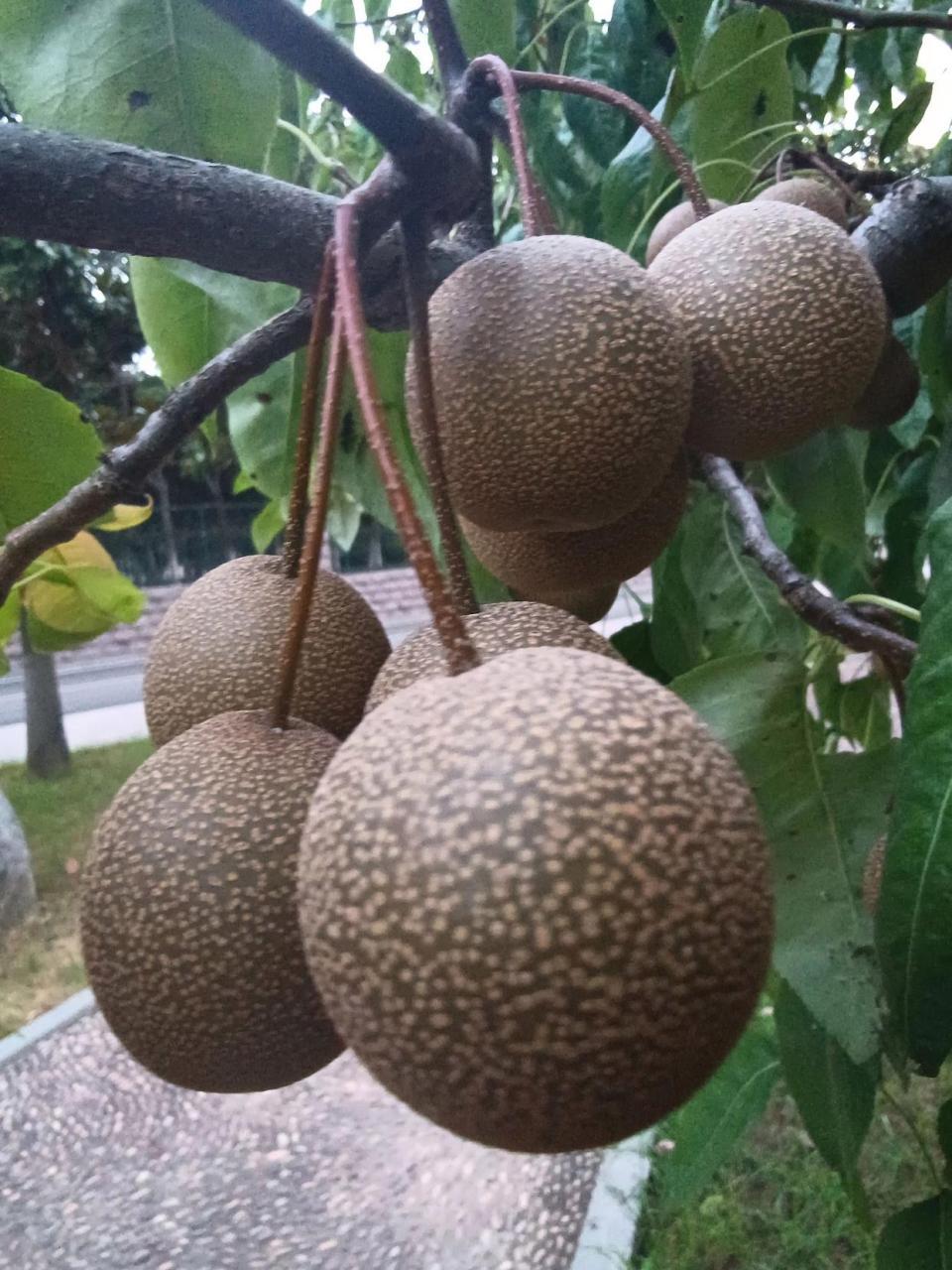 东北冻梨,据说为了方便做冻梨,在树上都不带摘的,味道有点涩