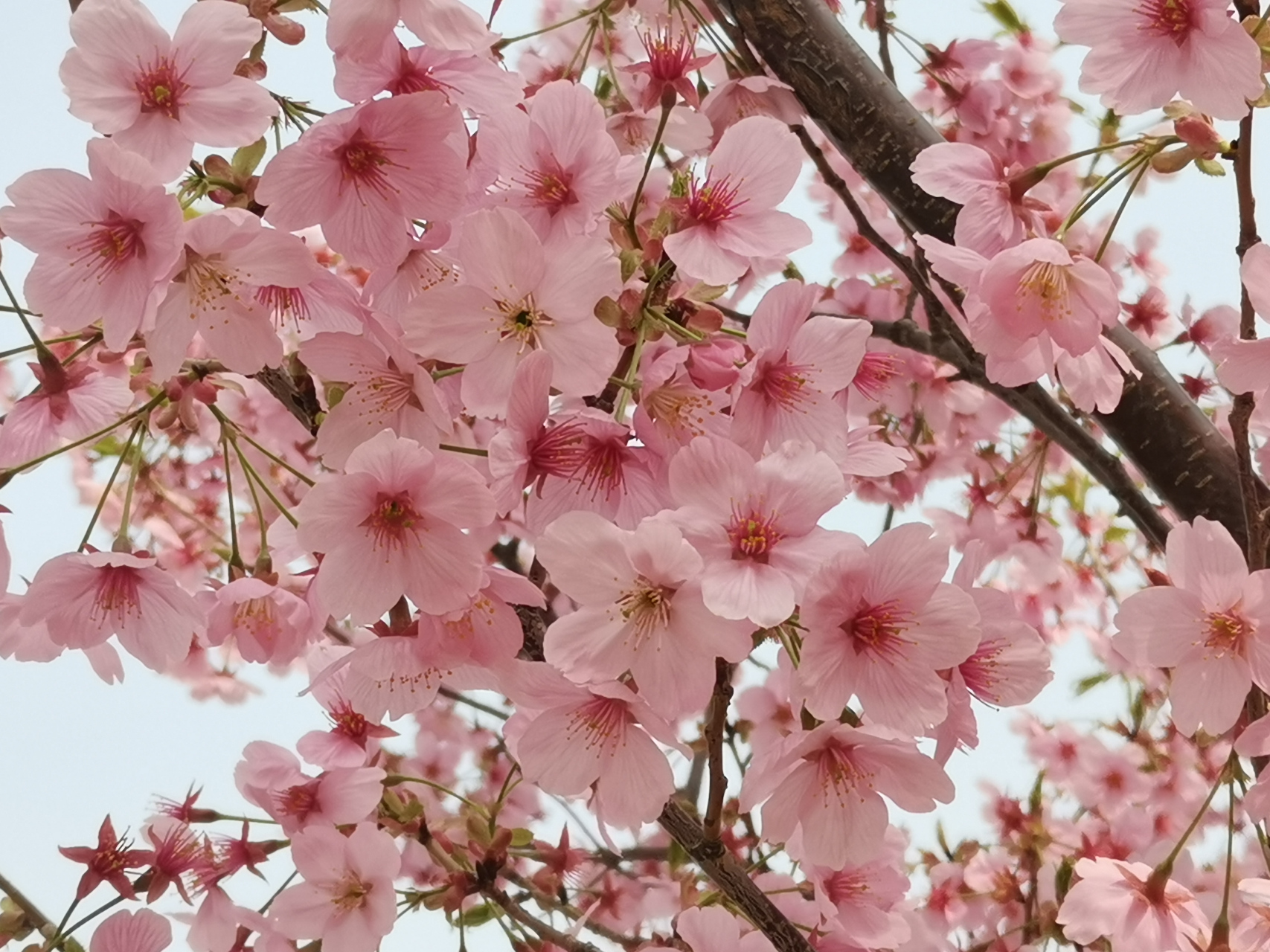 包含日本国花到底是菊花还是樱花的词条