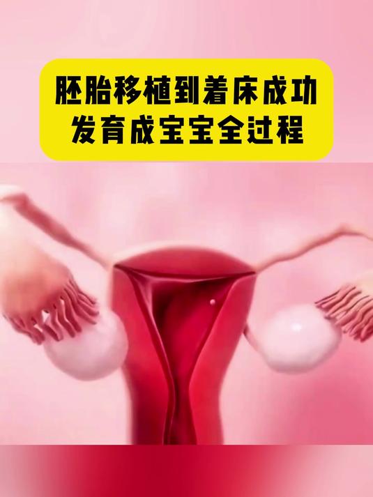 囊胚移植后发育过程(囊胚移植后发育过程是怎样的)
