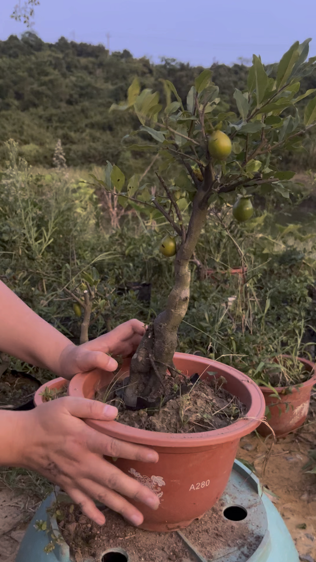 金弹子大灯泡果