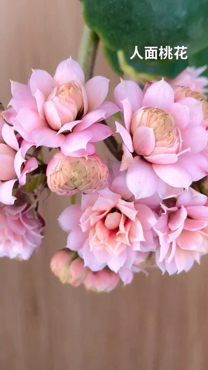 长寿花系列品种-人面桃花