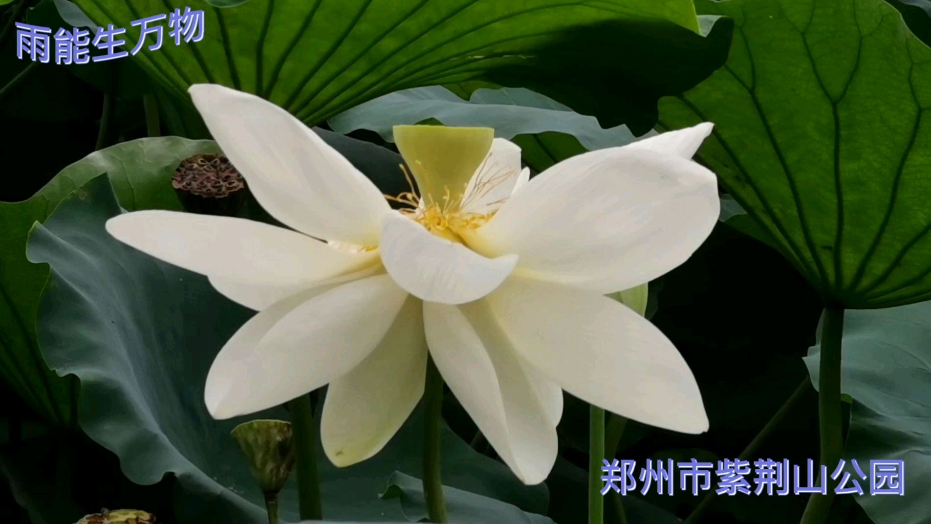 我怎么这么好看,郑州市紫荆山公园免费赏荷花,读经典诗词