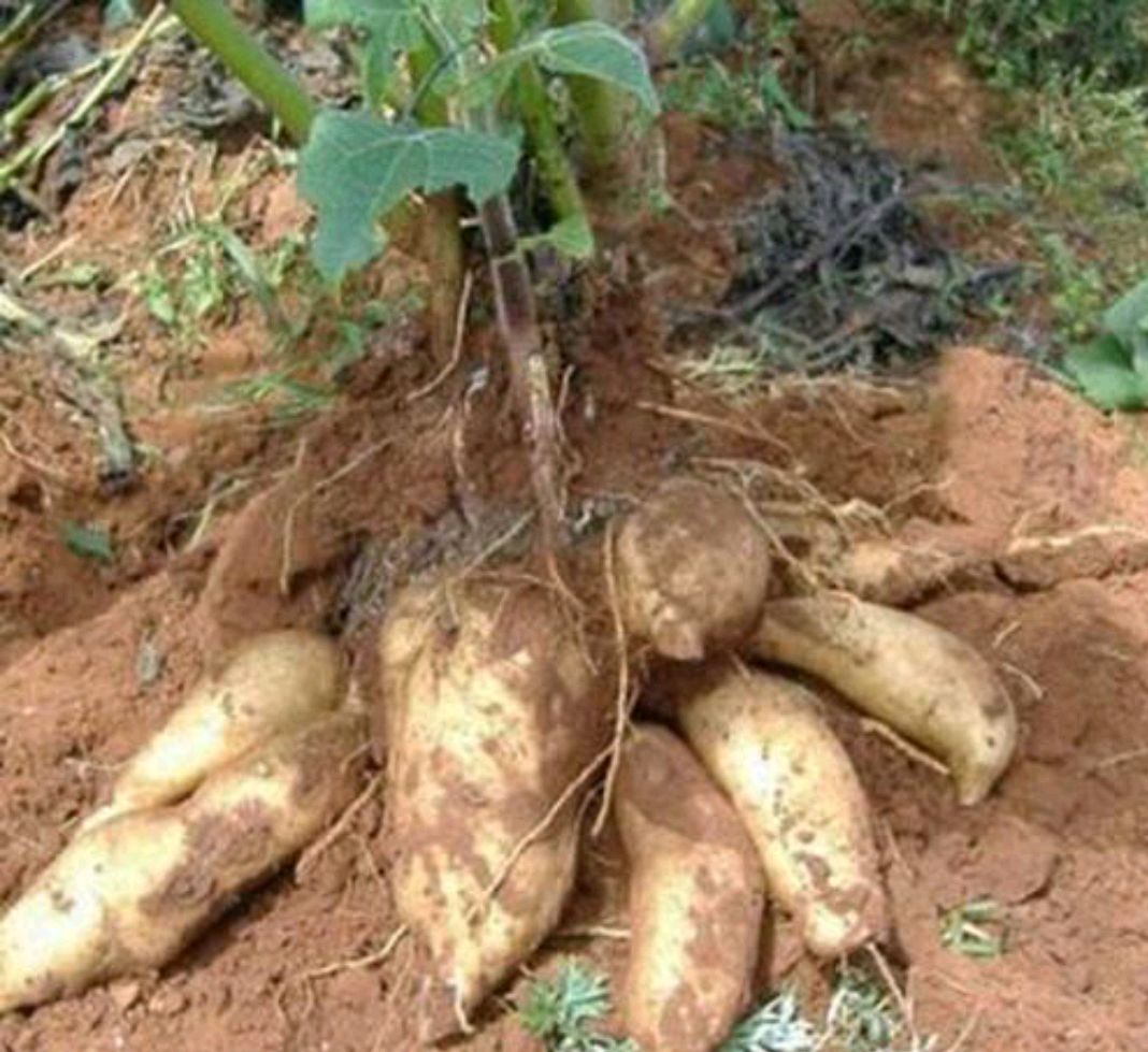 雪莲果的营养成分与功效作用