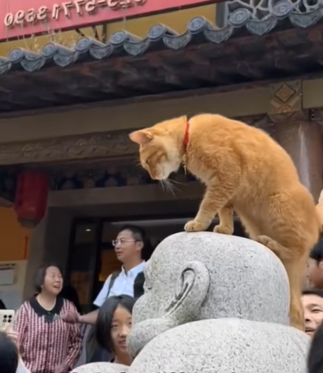 鸡鸣寺虔诚猫图片