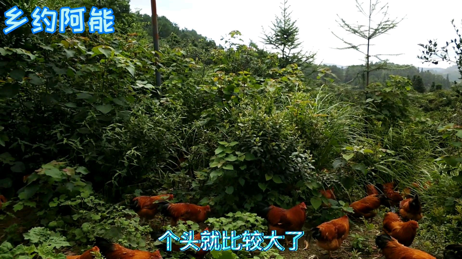 搞养殖决不能跟风,要跟着市场走,这样才能赚钱