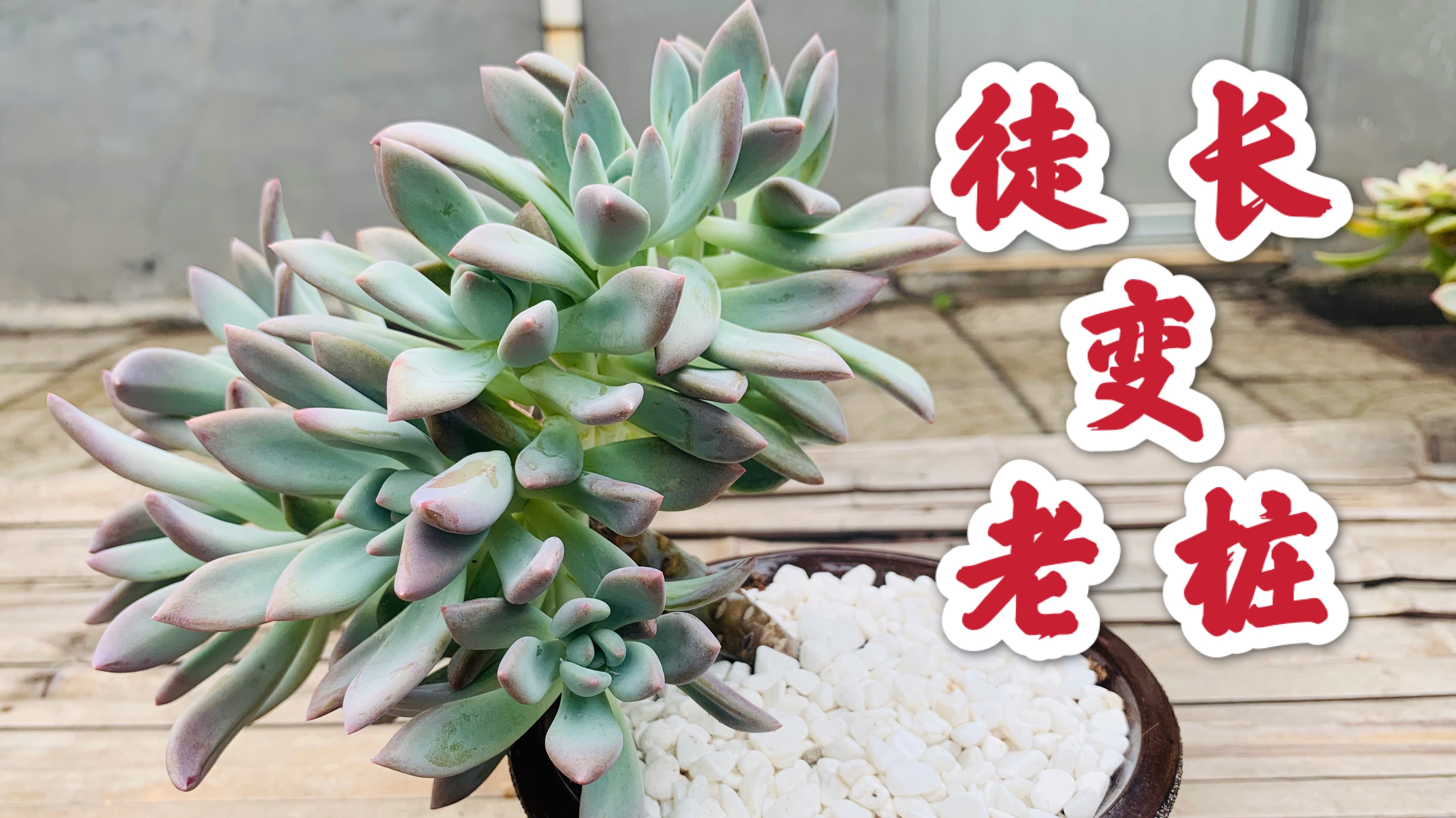 多肉徒长不要怕,教你一个一举多得的办法,水桩快速变老桩