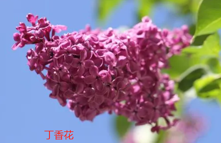 石楠花的丁香花的区别