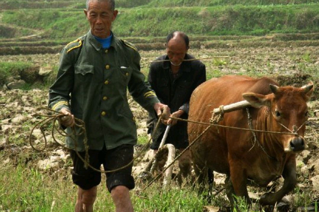 为什么农村老人生几个儿子,分家后都选择在小儿子家?