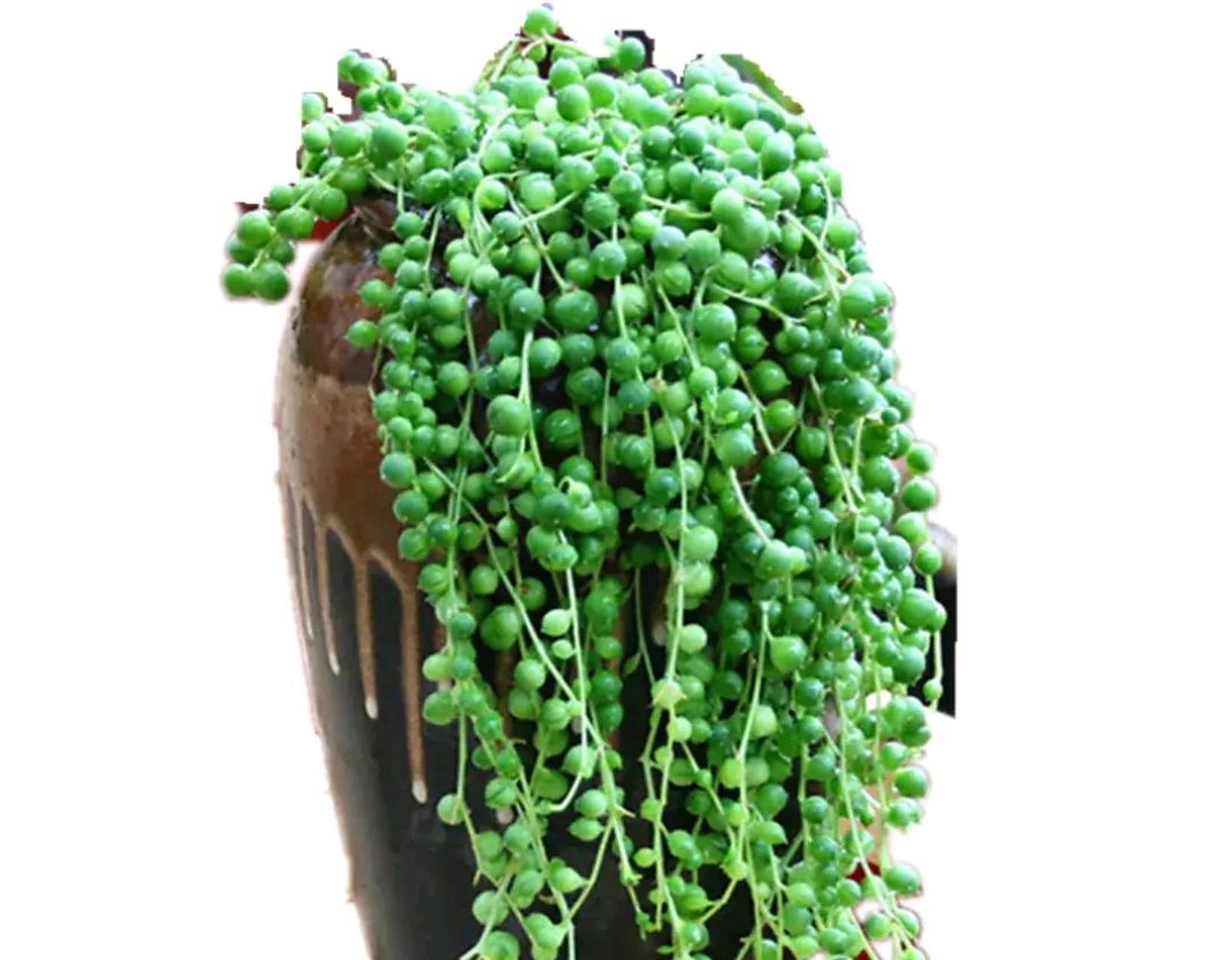 多肉佛珠叶片圆滚滚的, 它的茎柔软, 只能匍匐或悬垂生长, 是多肉中