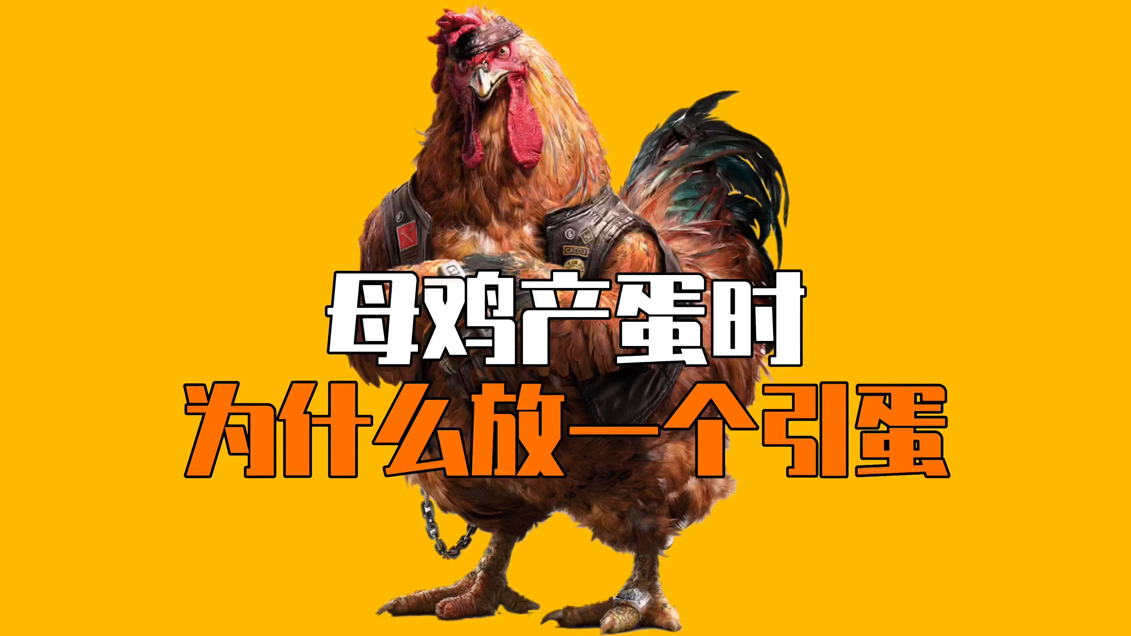 母鸡产蛋时,为什么要放一个引蛋?