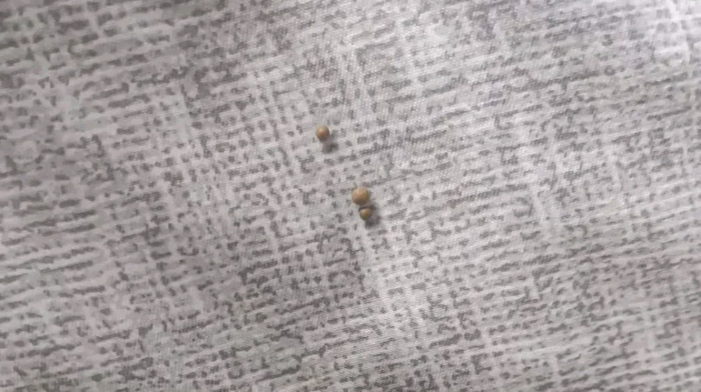 床上经常会出现这种东西,一粒一粒的,很硬,是什么东西啊.