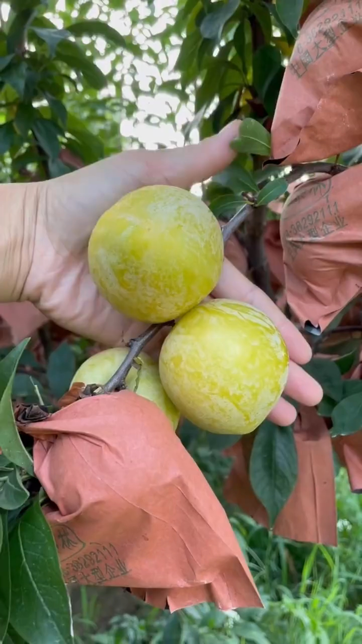 黄金奈李子苗品种成花能力强早熟果大硬度高丰产性好