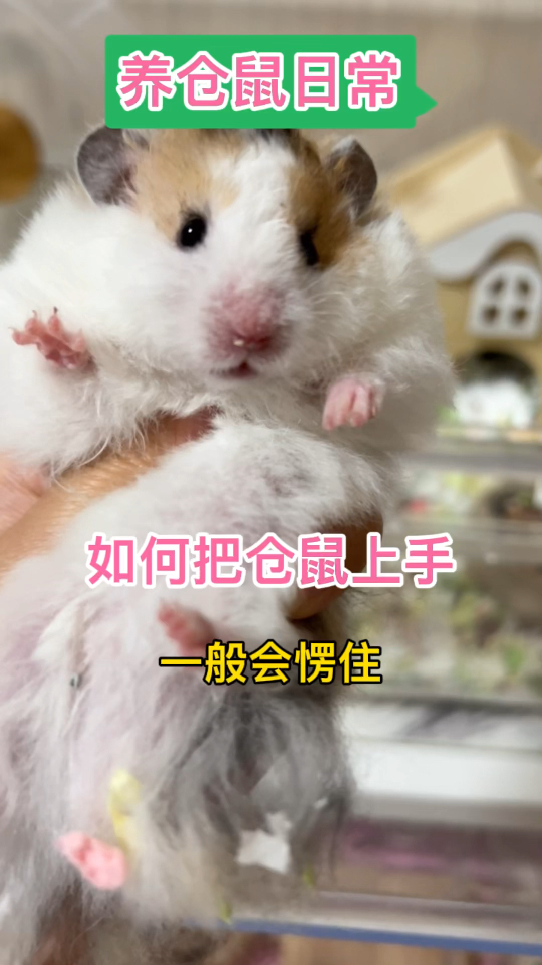 仓鼠怎么养亲近人多久可以上手我觉得付出爱心很快就可以拿捏揉搓了
