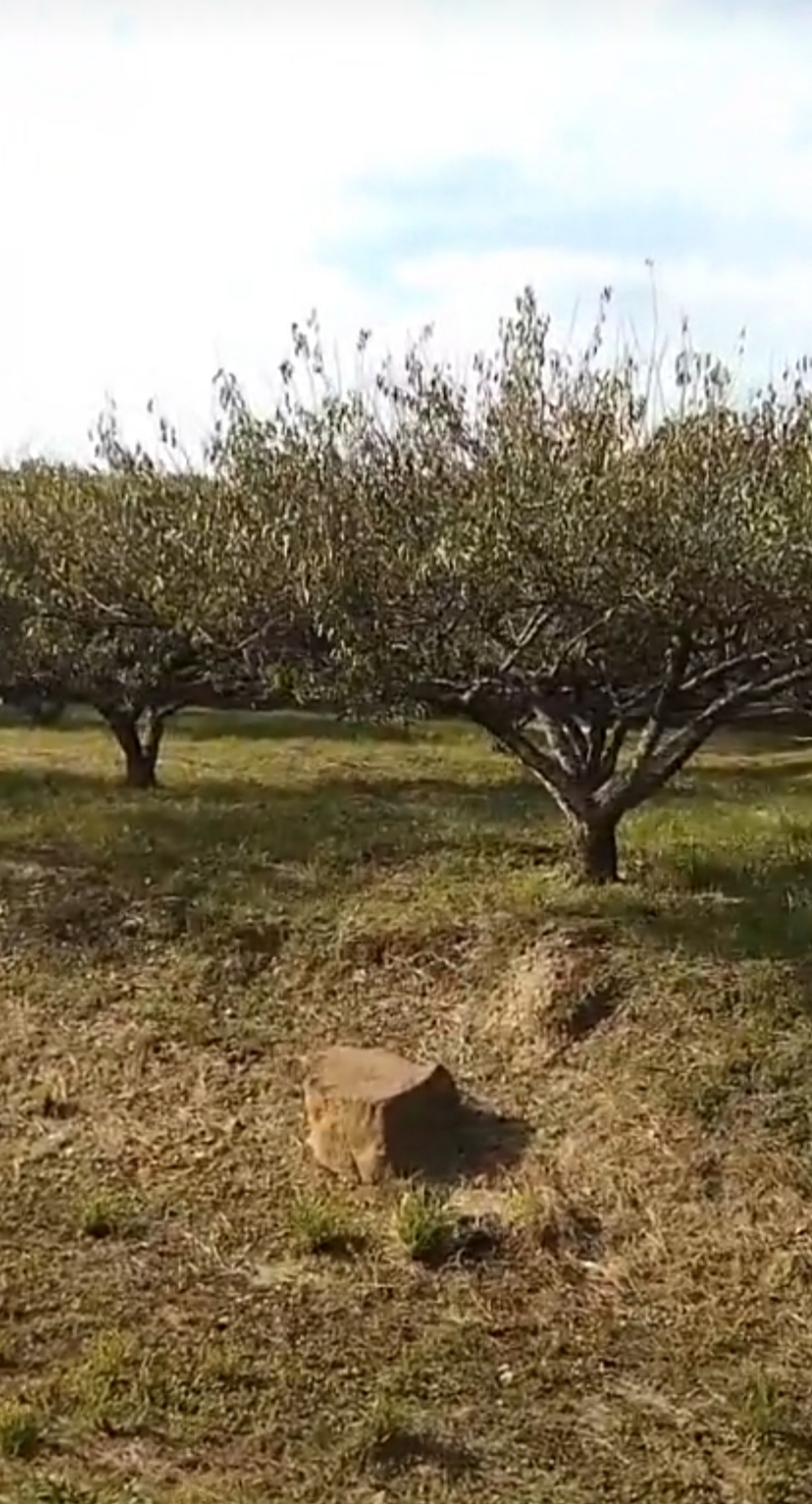 嘉兴植物园:领略自然之美,享受绿色生活