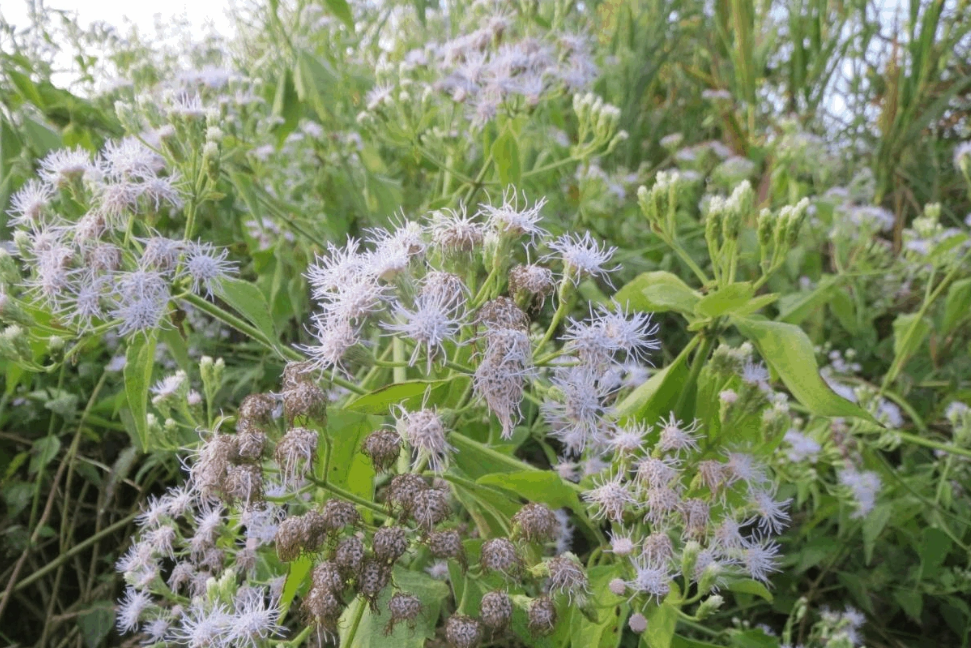 飞机草养殖方法和注意事项:外来入侵物种,恶性有毒杂草