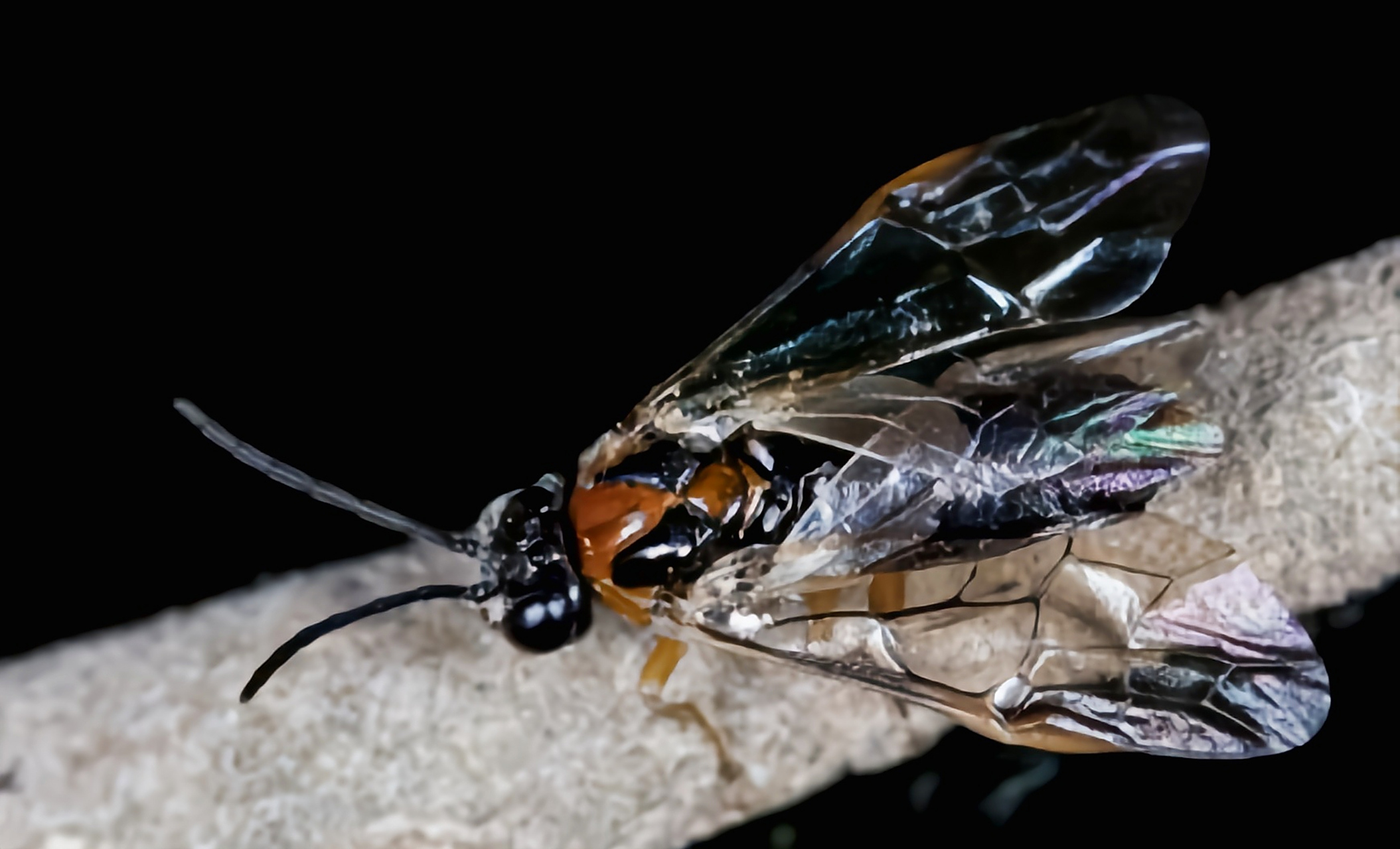 每天认识一种昆虫——樟叶蜂 樟叶蜂是膜翅目,叶蜂科,中脉叶蜂属昆虫