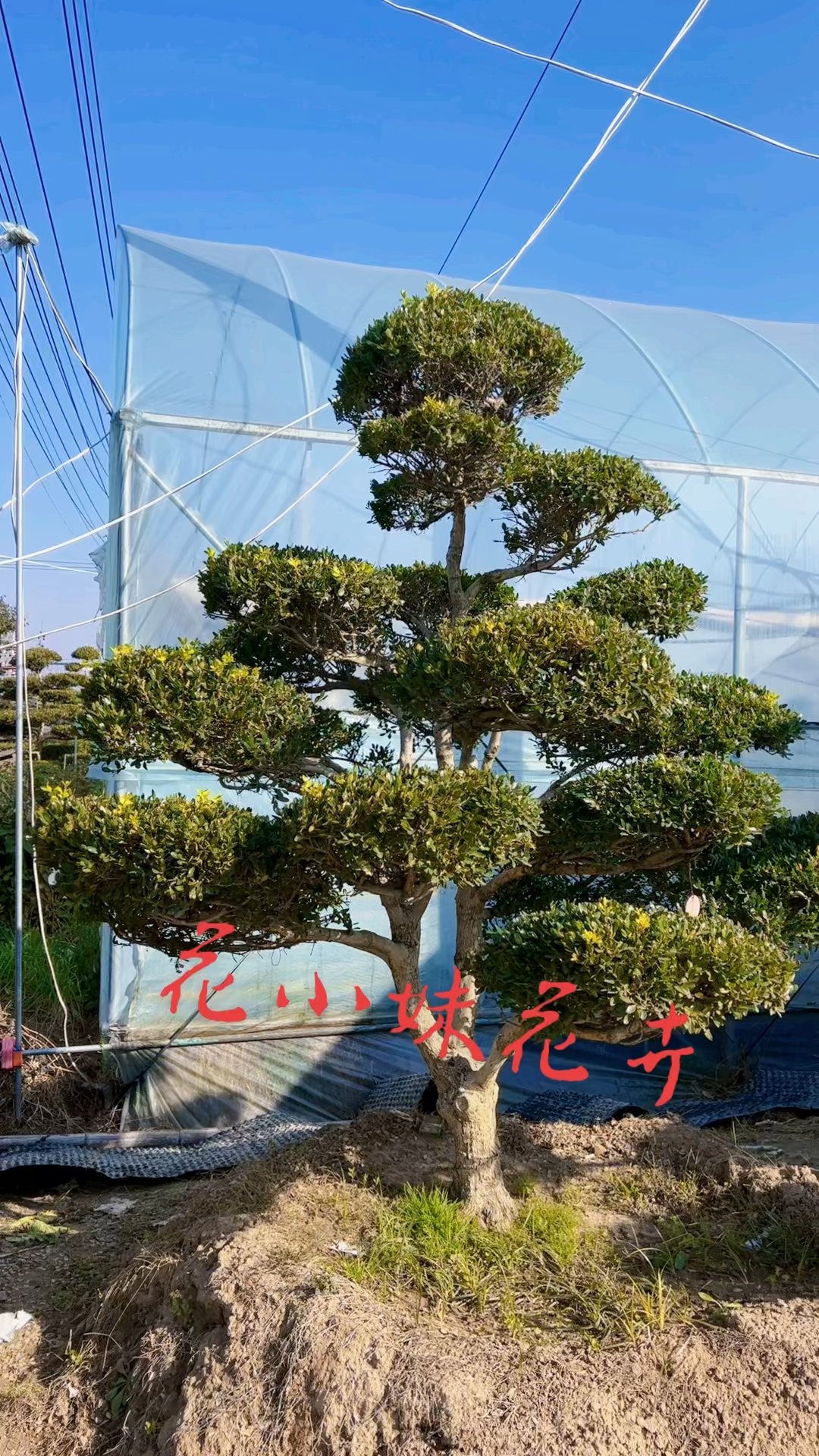 瓜子黄杨造型树黄杨入户发家致富四季常青不落叶耐寒耐旱南北方都可以