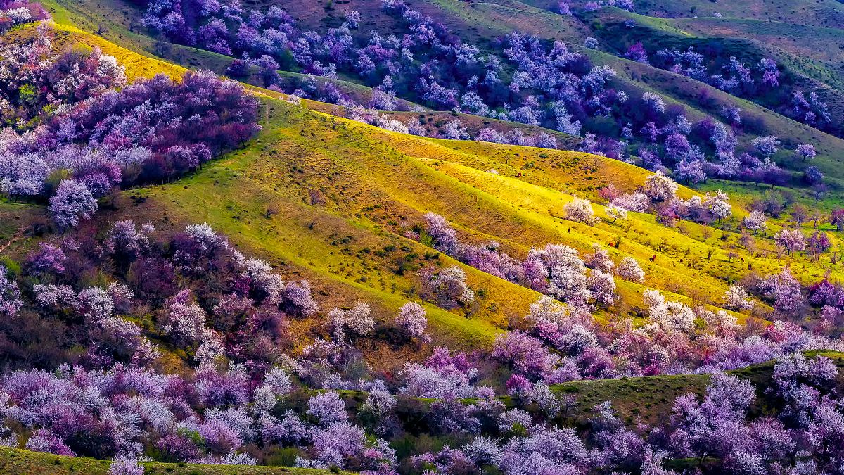 最美人间四月天,新疆伊犁万亩杏花将浪漫登场