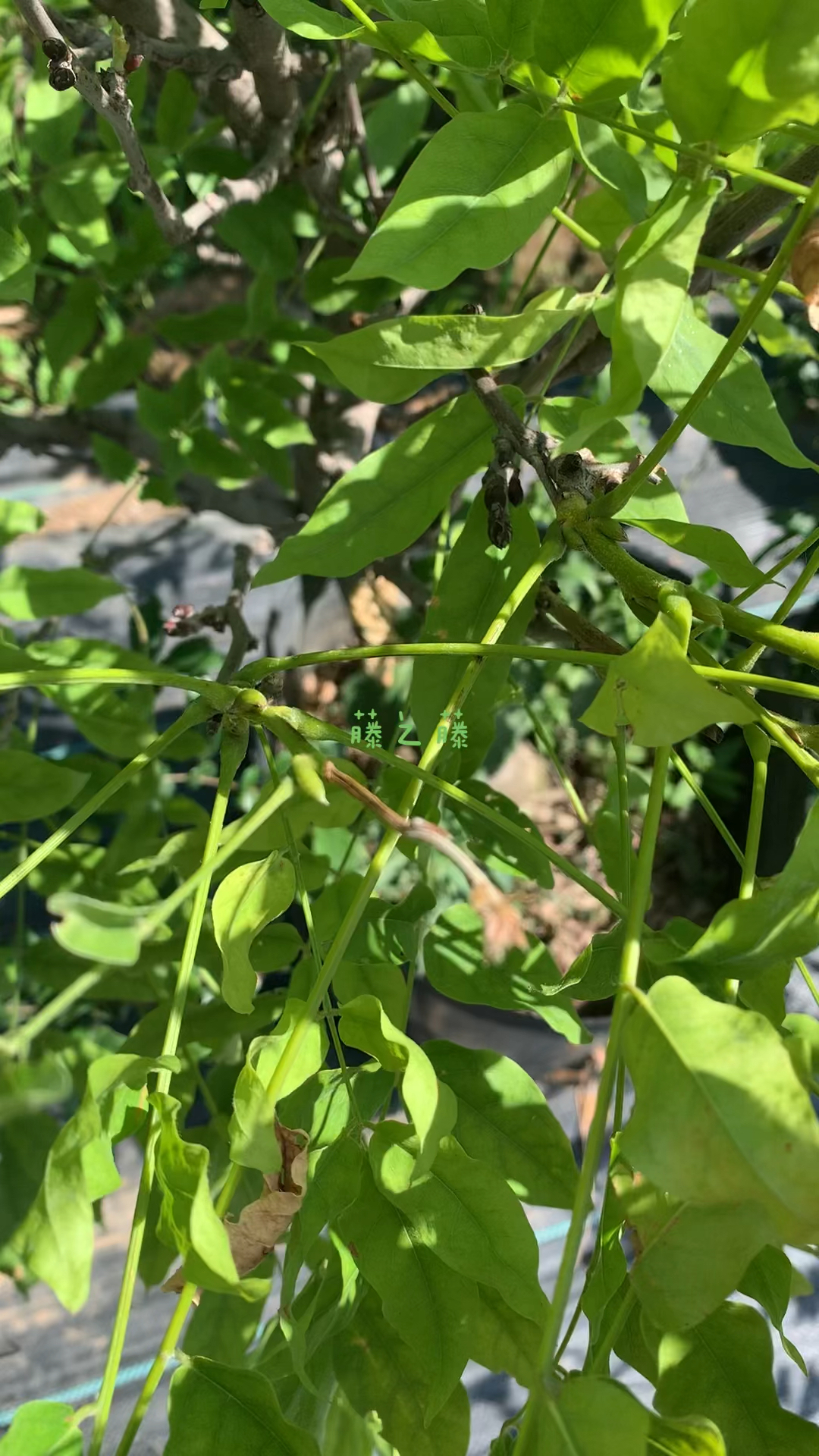 紫藤花苞你认识吗?