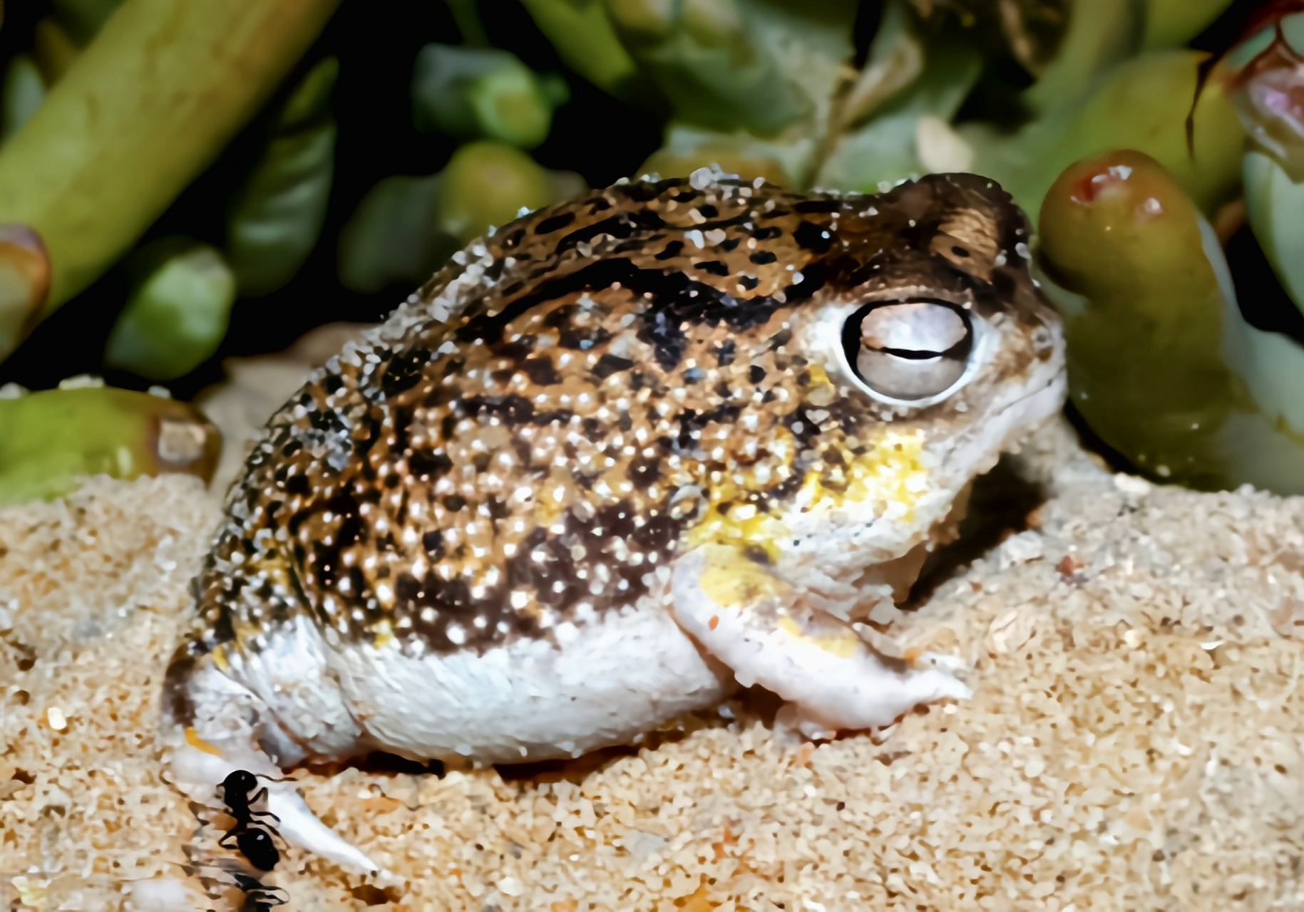 每天认识一种动物——南非沙漠雨蛙 南非沙漠雨蛙别名馒头蛙,生活在