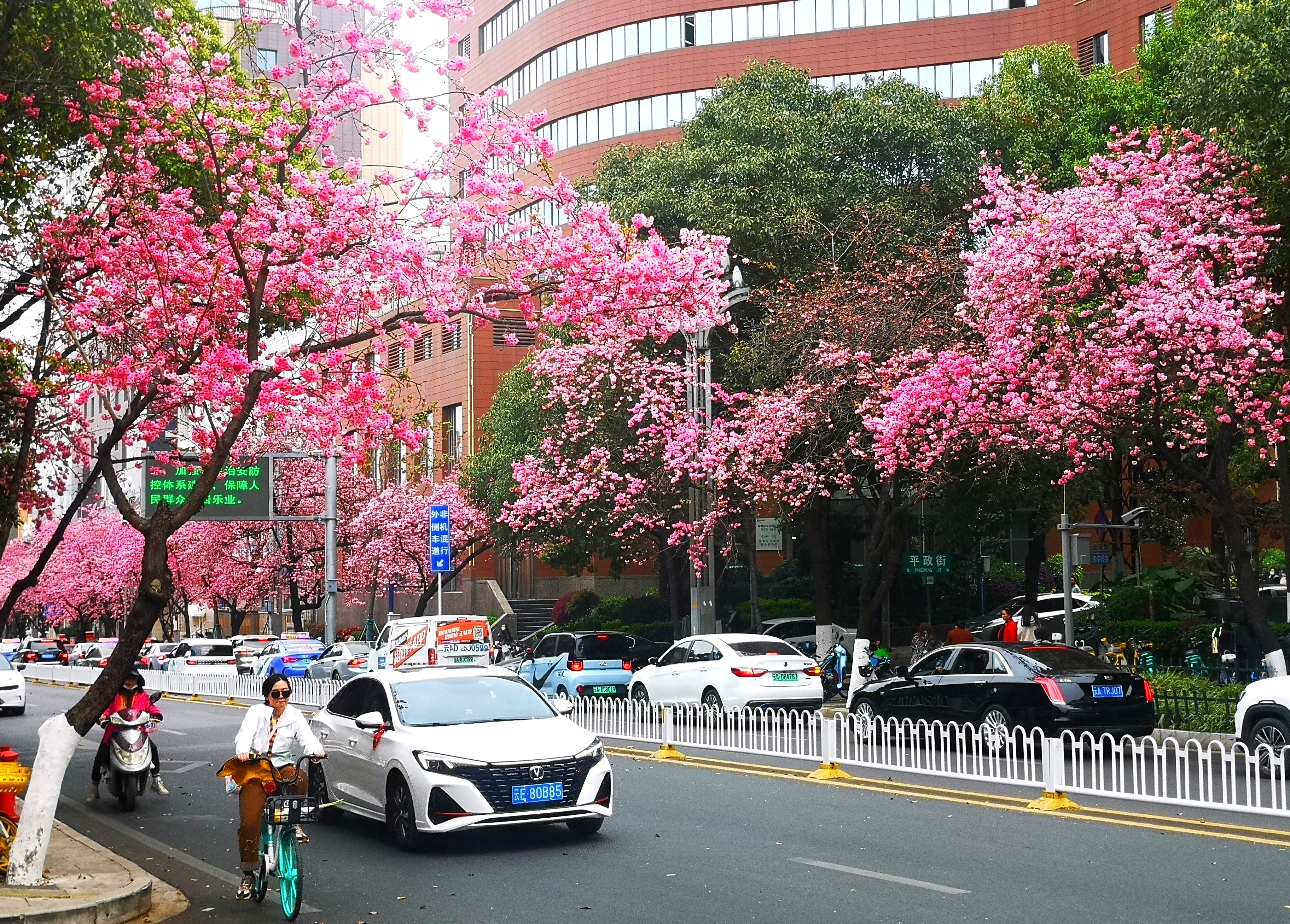 都市里的樱花大道～昆明圆通街