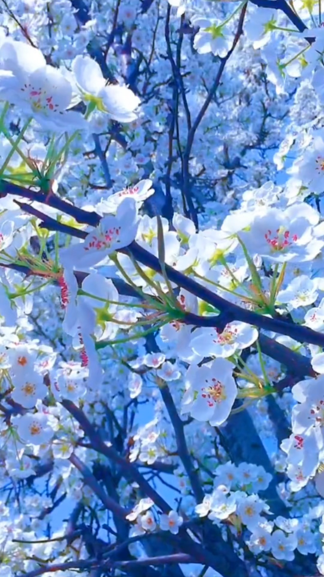 漫天梨花飞满天