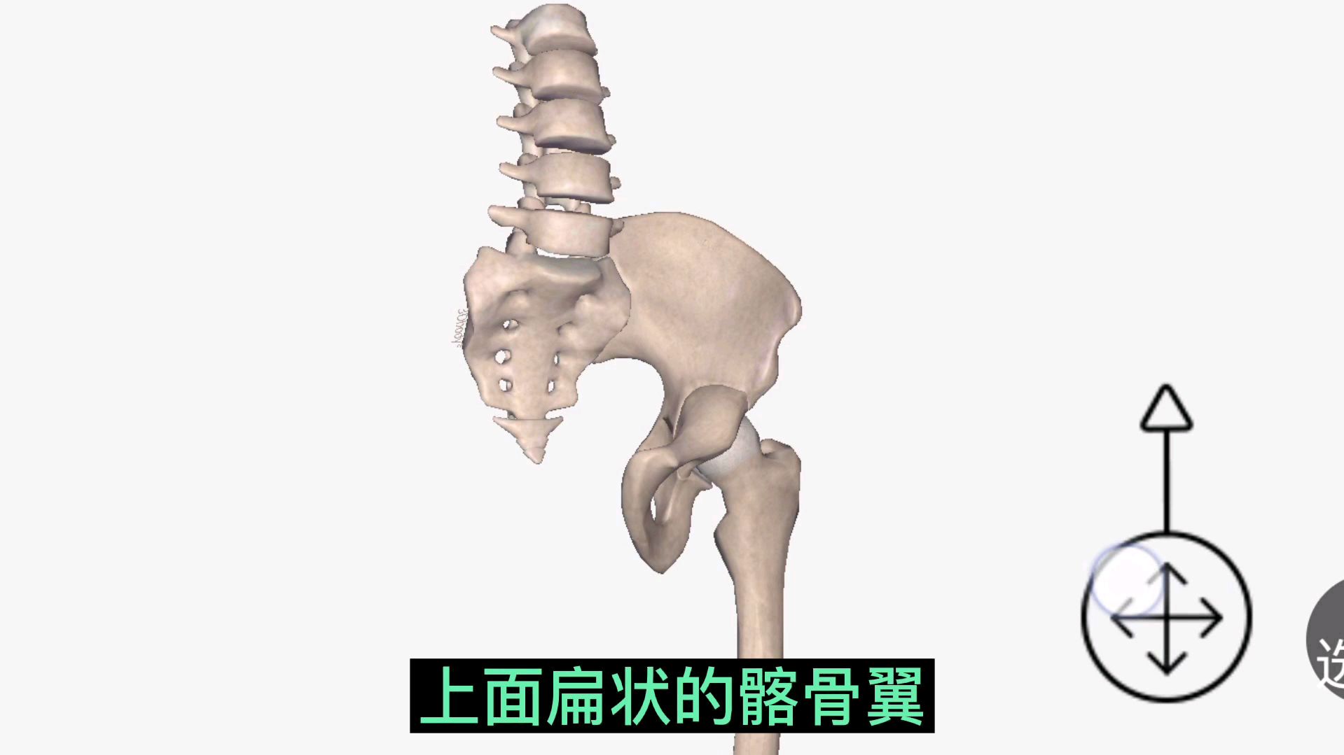 髂前上棘和髂后上棘是我们矫正骨盆的重要参考标志。孙老师讲髂骨