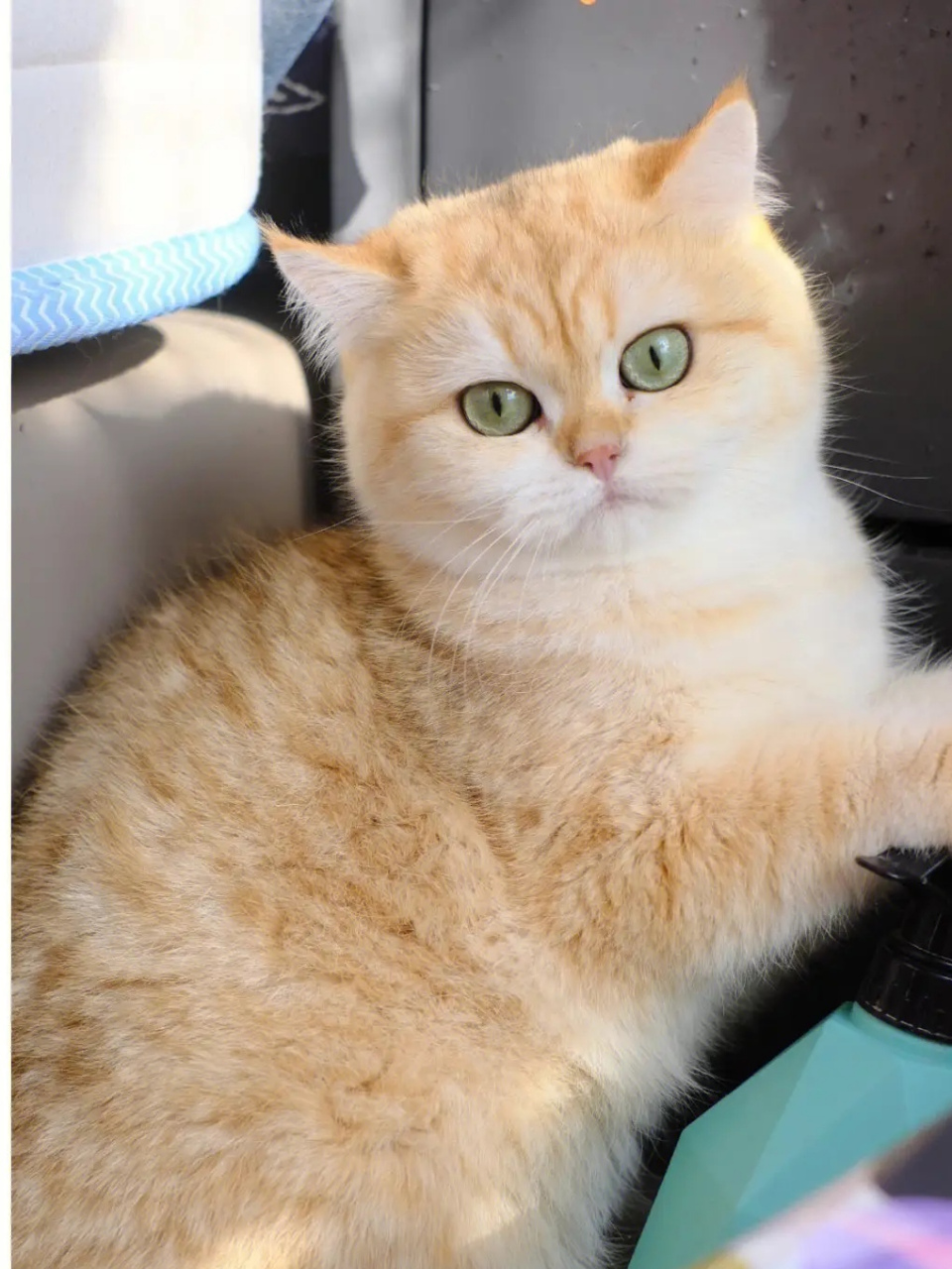 短毛猫种类繁多,可爱至极