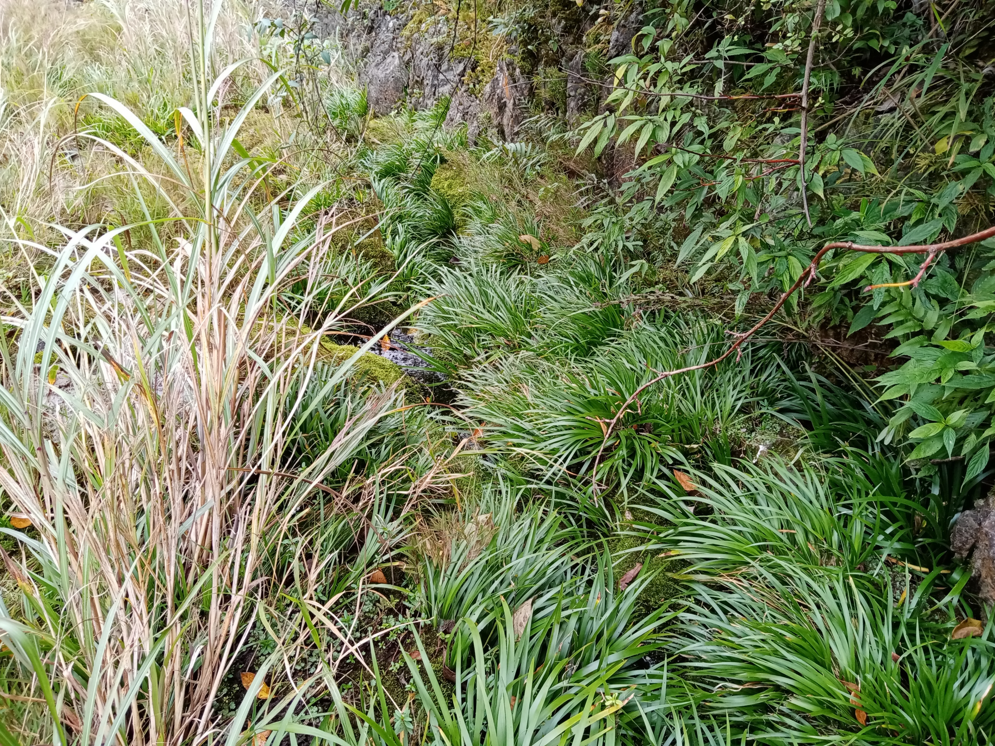 中药材石菖蒲,既有药用价值又有观赏价值,据说用来炒螺蛳很香
