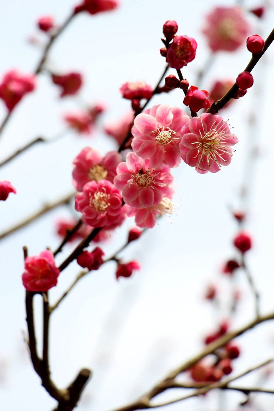 梅花是什么颜色?