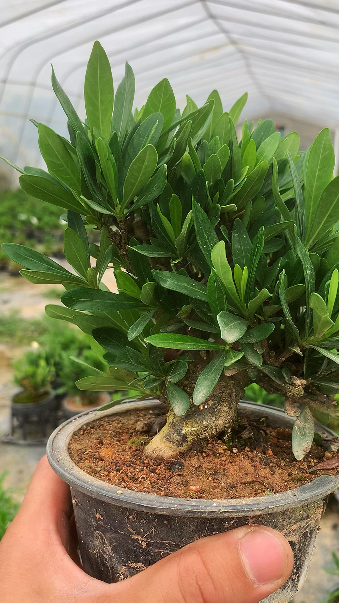 矮霸清誉栀子花,开花栀子是最香的一种 ,天花板级别-度小视