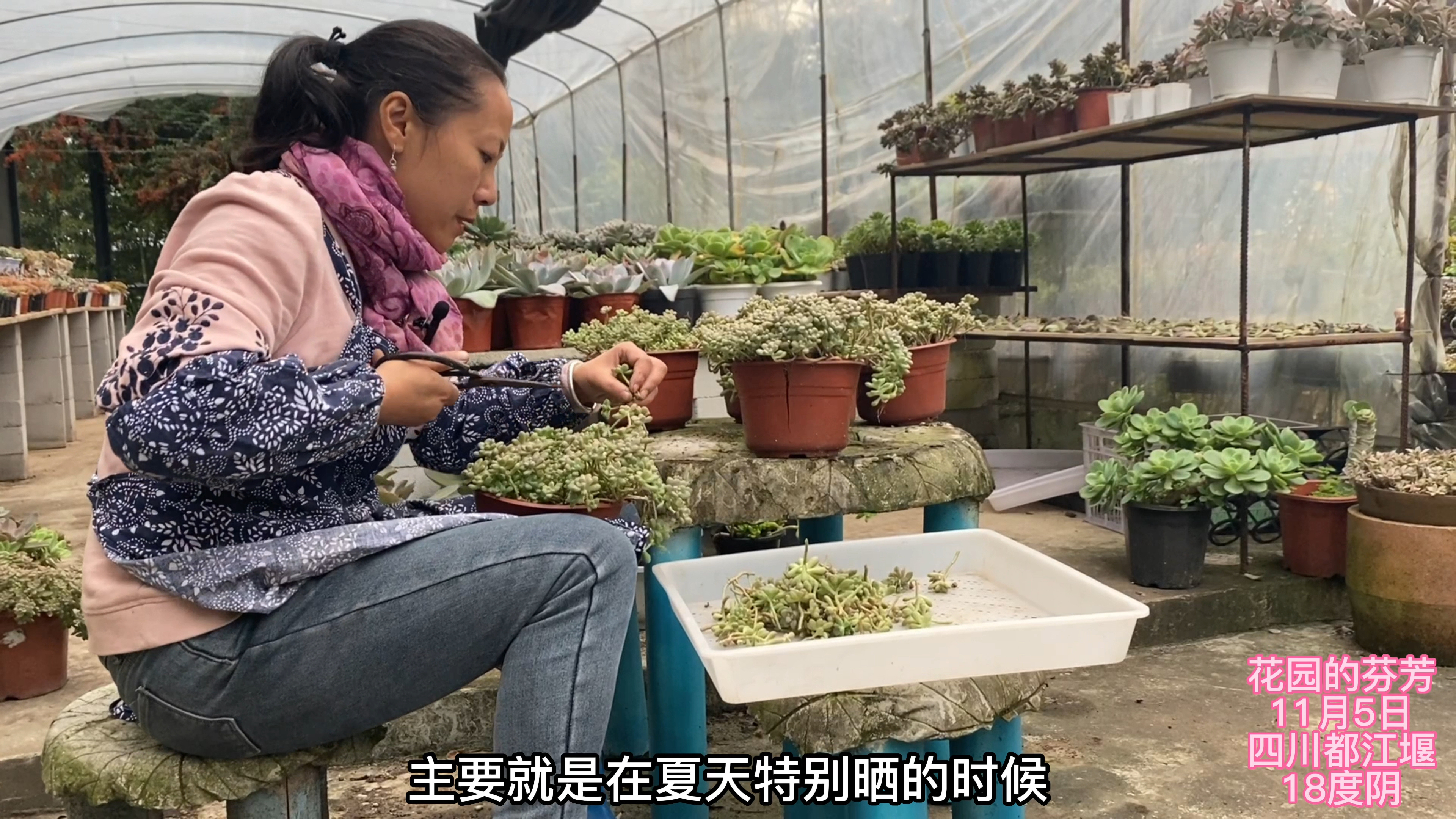 多肉疯狂繁殖篇上:丸叶姬秋丽想变更多,那就必须下狠手!