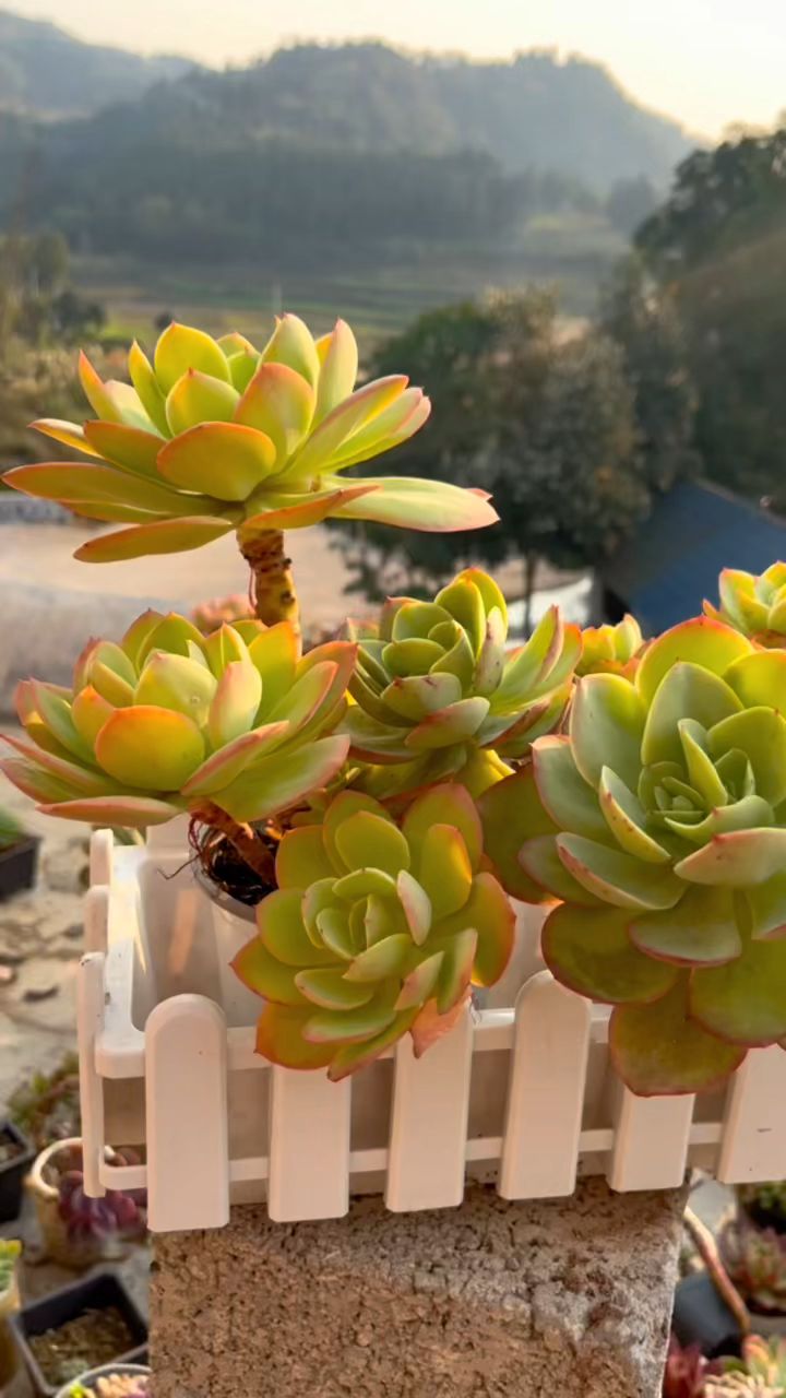 多肉骑兵碧桃状态图