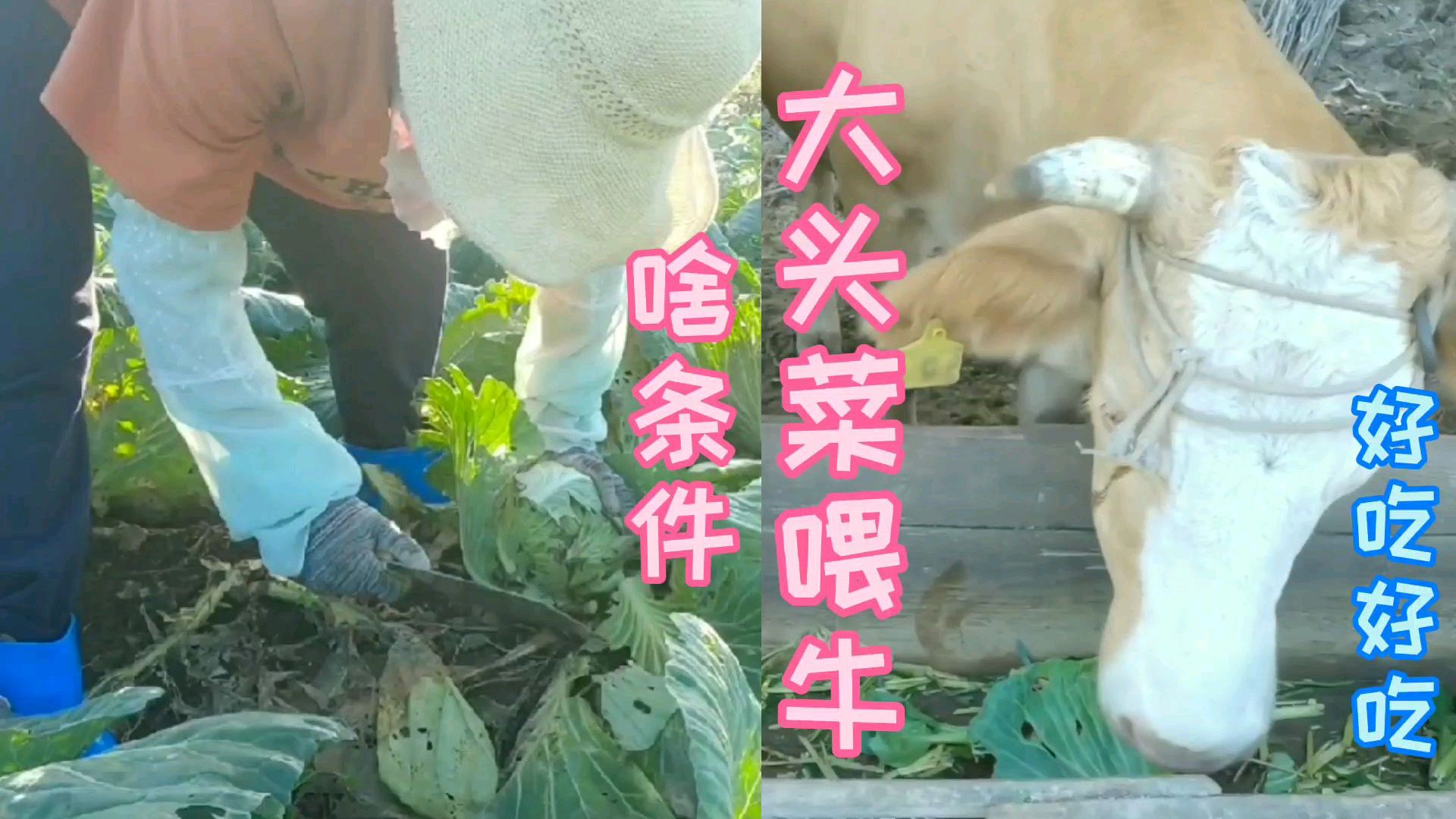 东北白露后能种什么菜?小杨一家三口忙活啥?十五颗大头菜喂牛?