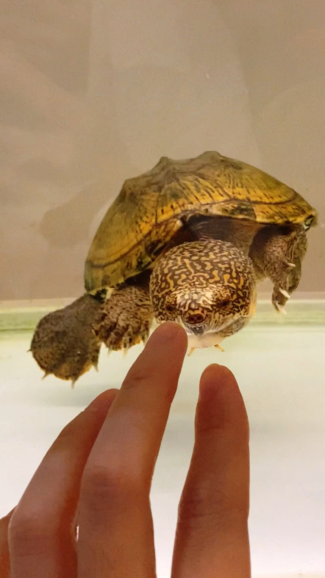 胖乎乎的萨尔文蛋龟喜欢跟主人互动