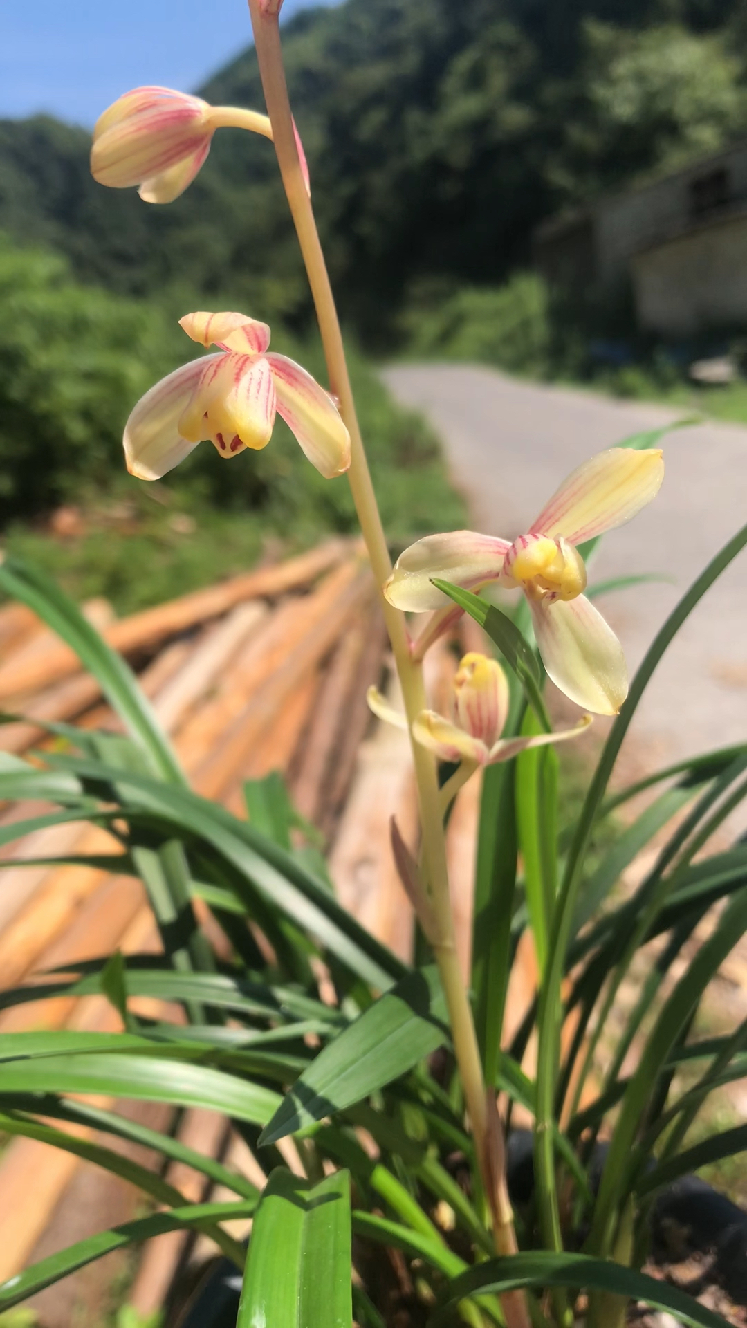 建兰如意红梅云贵高原大山里养兰小伙的兰花开了很漂亮