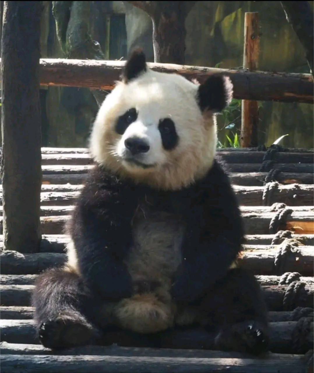 大熊猫圆润的哥哥园子,一只比乐宝还man的男熊,看着就像一个久经沙场