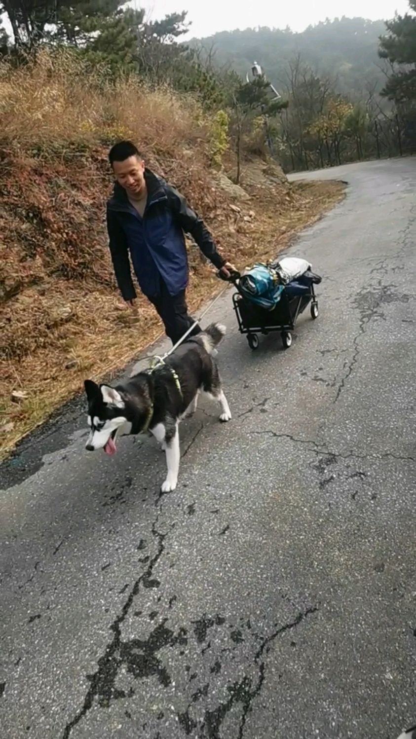 哈士奇拉车啦!果然有天赋!