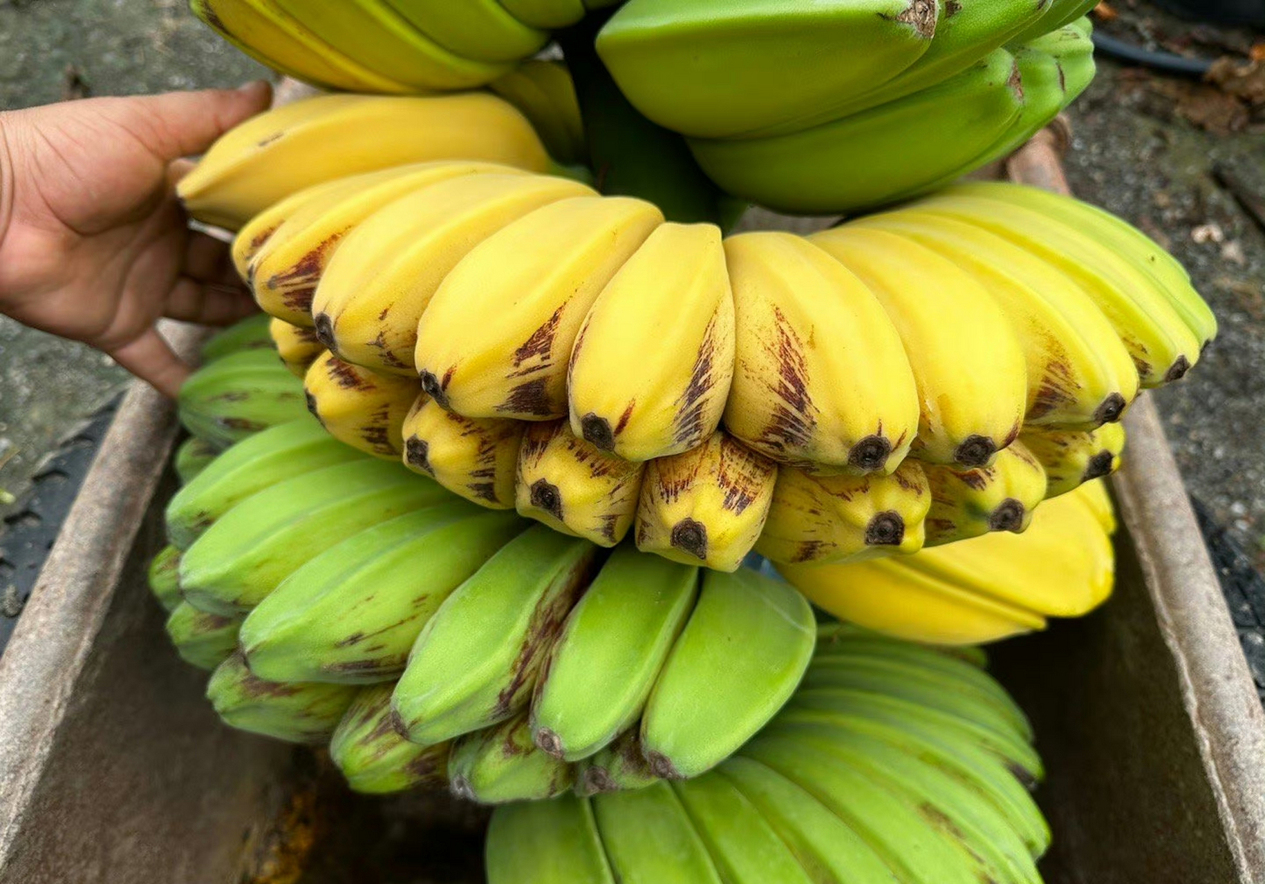 祈祷之手,最有佛缘的水果,佛手蕉,也叫合手蕉…9090世界上最好的